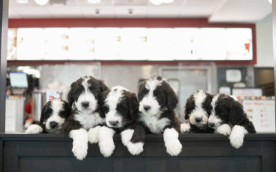 Chick-fil-A Puppies are On a Mission to Change the World