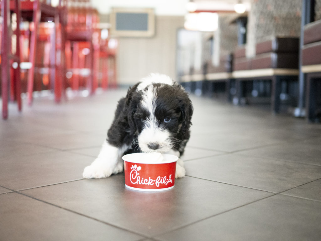 Puppy eating Ice Dream at Chickfila